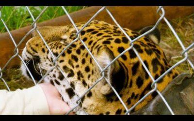 Jaguar Orphan Released into the Wild | Jaguars Born Free | BBC Earth