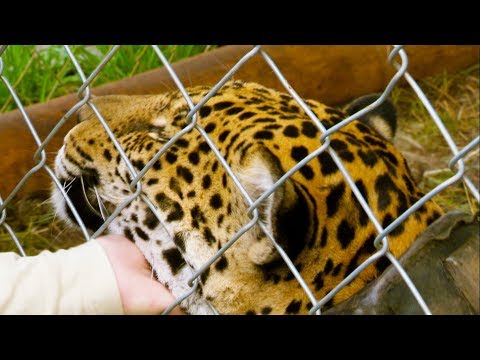 Jaguar Orphan Released into the Wild | Jaguars Born Free | BBC Earth