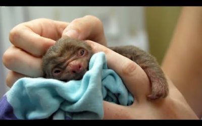 Cutest Baby Animals | BBC Earth