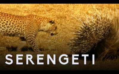 Leopard Vs Porcupine | Serengeti: Story Told by John Boyega | BBC Earth