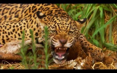 Jaguar Cubs Fight for Food | Jaguars Born Free | BBC Earth