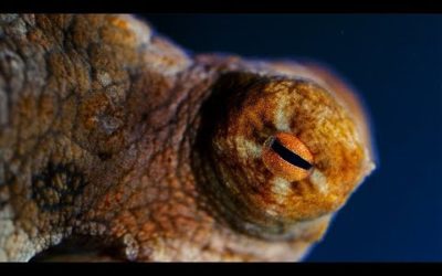 Octopuses are Absolutely Bizarre! | Natural World: The Octopus In My House | BBC Earth