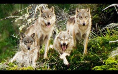 Wolves Save Their Grandmother From Starving | BBC Earth