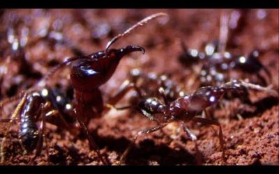Ants Build a New Home | Natural World: Ant Attack | BBC Earth