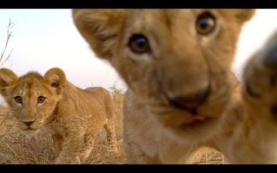 Lion Cubs Play With Spy Cam | Serengeti: Behind The Scenes | BBC Earth