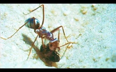 How Ants Use The Sun to Find Food | Trials of Life | BBC Earth