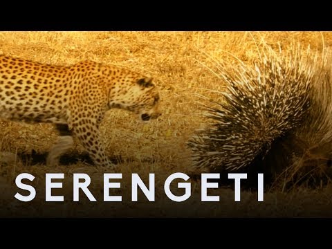 Leopard Vs Porcupine | Serengeti: Story Told by John Boyega | BBC Earth