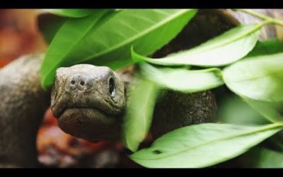 Spy Tortoise Adopted by Chimpanzee | Spy in The Wild | BBC Earth
