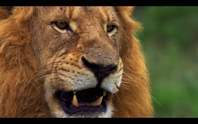 Wild Lands: South Africa with Hannah Stitfall | BBC Earth