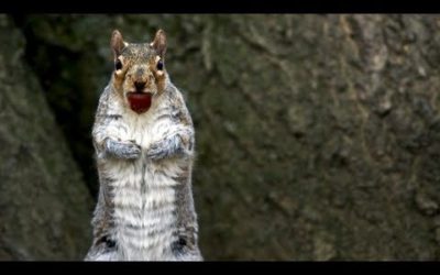 Squirrels Savagely Stealing Acorns | Spy In The Wild | BBC Earth