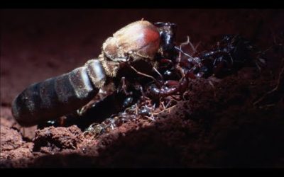 Male Ant Pulls Off Own Wing to Mate with Queen | Natural World: Ant Attack | BBC Earth