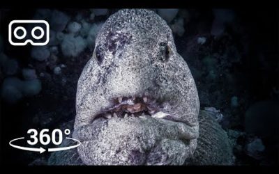 Dive with a Giant Pacific Octopus and Wolf Eel in 3D 360 | Our Blue Planet  VR | BBC Earth