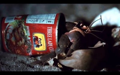 Top 5 Craftiest Animals! | BBC Earth