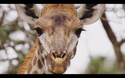 South Africa’s Weirdest Animals | Wild Lands: South Africa | BBC Earth