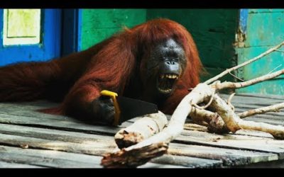 Orangutan Saws Branches for Fun | Spy In The Wild | BBC Earth