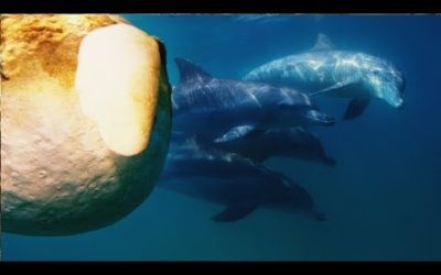 Dolphins Play Catch with a Pufferfish! | Spy In The Wild | BBC Earth