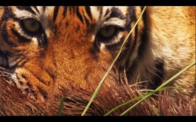 Top 5 Big Cat Moments | BBC Earth