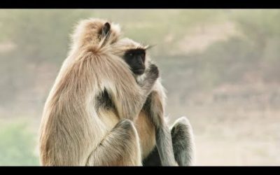 Best Of Wild Animals Caught on Spy Cam | BBC Earth