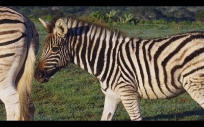 Why Are Zebras Black and White? | Wild Lands: South Africa | BBC Earth