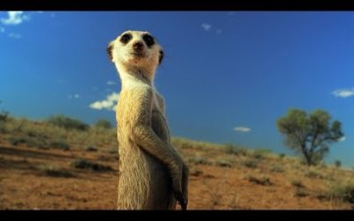 Meerkat Gang vs. Robot Cobra | Spy In The Wild | BBC Earth