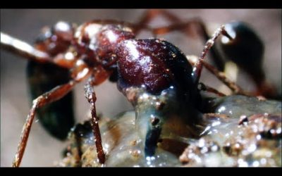 Driver Ants Eat Slug Alive | Natural World: Ant Attack | BBC Earth