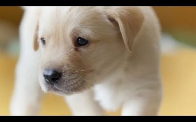 The Best Dogs Of BBC Earth | Top 5 | BBC Earth