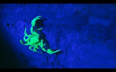 The Scorpions, Crayfish, Foxes and Badgers Hidden In The City | London’s Wild Side | BBC Earth