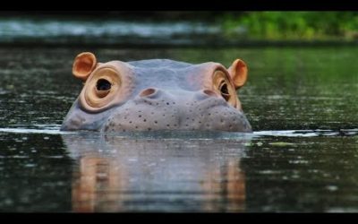 Spy Hippo discovers a Fish Spa! | Spy In The Wild | BBC Earth
