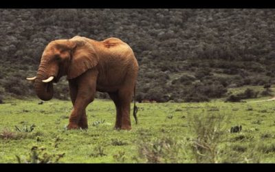 South Africa’s Strongest Animals | Wild Lands: South Africa | BBC Earth