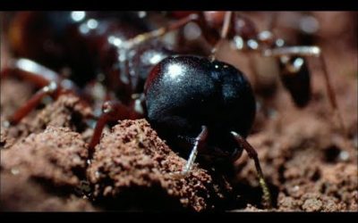 The Queen’s Arrival | Natural World: Ant Attack | BBC Earth