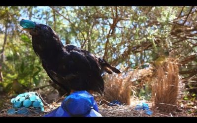 Bowerbirds Pull Off a Jewel Heist | Spy In The Wild | BBC Earth