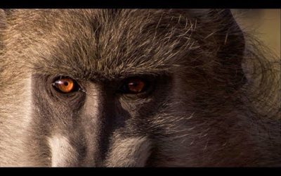 Baboon Parenting | Wild Files with Maddie Moate | BBC Earth