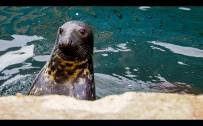 Seal Swims into City Canal | London’s Wild Side | BBC Earth