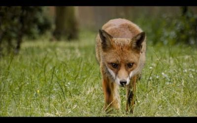 Elderly Lady Trains and Feeds Foxes | London’s Wild Side | BBC Earth