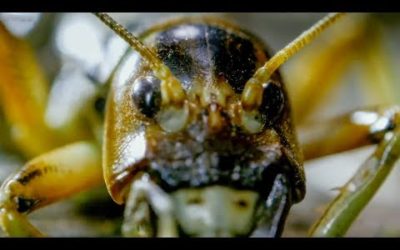 Creepiest Insect Moments | Top 5 | BBC Earth