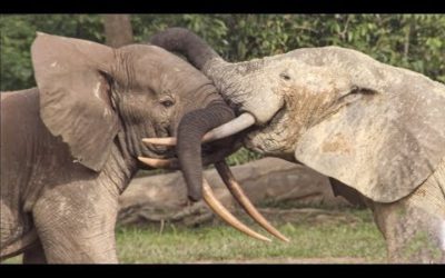 Elephants’ Incredible Intelligence | Wild Files with Maddie Moate | BBC Earth