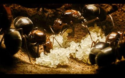 Queen Ants Forge an Empire | Empire Of The Desert Ants | BBC Earth