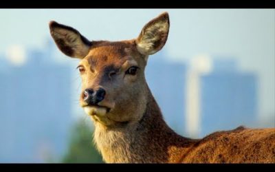 Young Fawn Hastily Tagged by Game Keeper | London’s Wild Side | BBC Earth