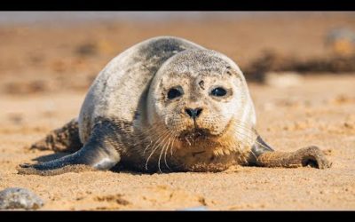 Sleepy Harbour Seals and Adorable Pups! | The Science Of Cute | BBC Earth