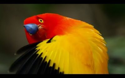 Most Unusual Mating Rituals | Top 5 | BBC Earth