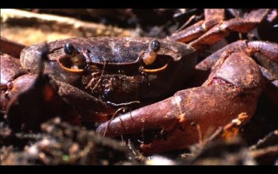 Ants Vs. Crab | Natural World: Ant Attack | BBC Earth