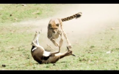 Cheetahs | Wild Files with Maddie Moate | BBC Earth