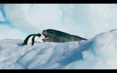 Tiny Penguin Vs. 3 metre long Leopard Seal | Seven Worlds, One Planet | BBC Earth