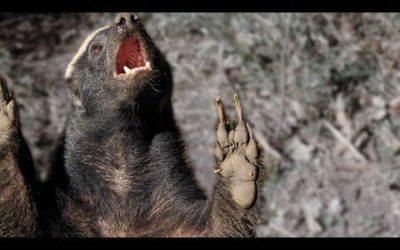 The Weasel Family is Fierce! | Natural World: Weasels | BBC Earth