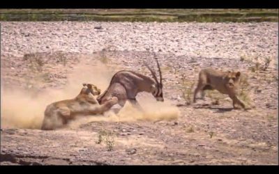 Lions vs. Oryx | Natural World: Desert Lions | BBC Earth