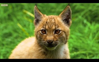 The Cutest Baby Lynx Kittens Play With Their Mother | The Science Of Cute | BBC Earth