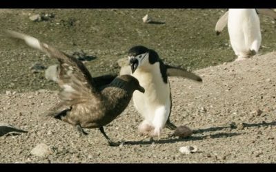 Chinstrap Penguins Chase Off Daring Egg Thief | Seven Worlds, One Planet | BBC Earth