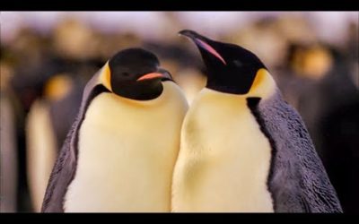 Best Antarctic Animal Moments | Top 5 | BBC Earth