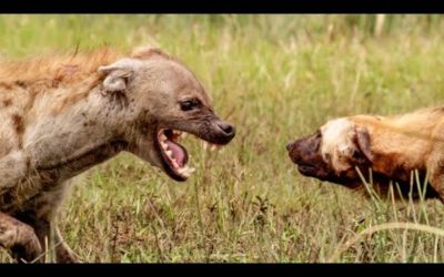 Female Hyenas are Queens of the Pack | Wild Files with Maddie Moate | BBC Earth