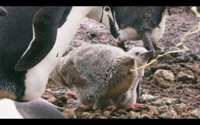 Penguins Might be Cute, but They’re Also Super Gross | Seven Worlds, One Planet | BBC Earth
